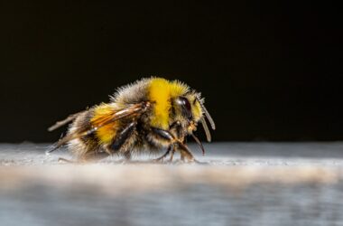 La desaparición de las abejas amenaza la sostenibilidad global