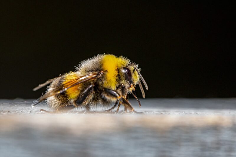 La desaparición de las abejas amenaza la sostenibilidad global