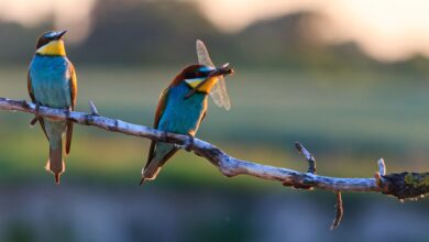 El nuevo estudio muestra que los cambios climáticos pueden generar conflictos al alterar los hábitats de los animales
