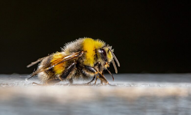 La desaparición de las abejas amenaza la sostenibilidad global