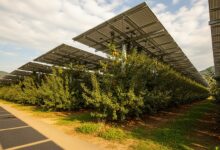 Instalación de agrovoltaica con paneles solares sobre un campo de cultivo. Imagen ilustrativa.