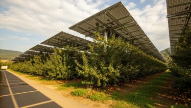 Instalación de agrovoltaica con paneles solares sobre un campo de cultivo. Imagen ilustrativa.