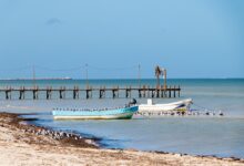 Playa del Caribe con sargazo. Yucatán, México